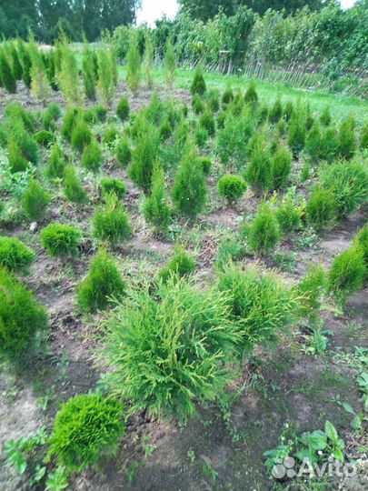 Туя смарагд