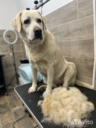 Груминг собак, тримминг, экспресс линька модель