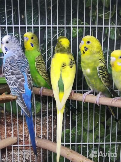Волнистый попугай птенцы, клетка