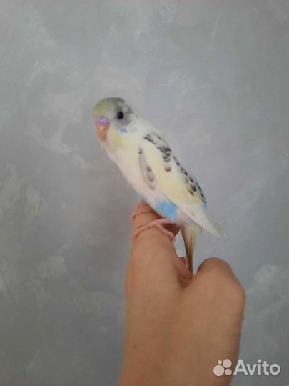 Волнистый попугай