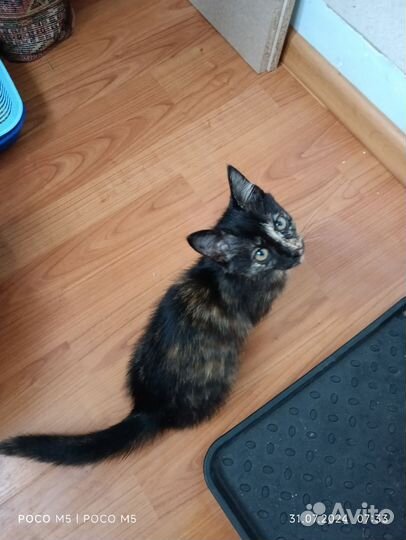 Котëнок