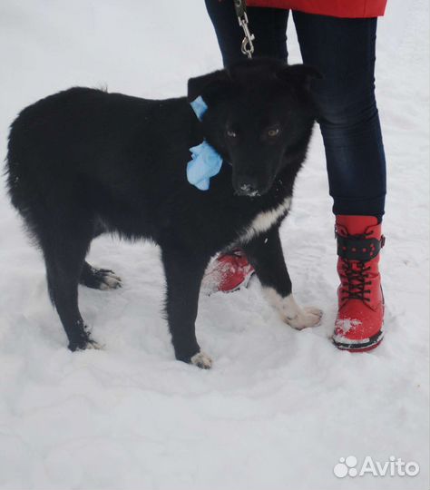 Собака