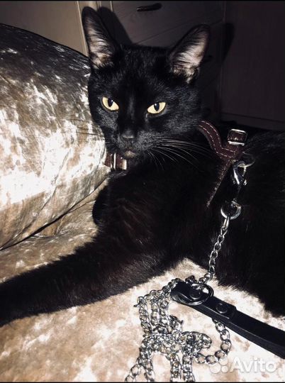 Бомбейская кошка