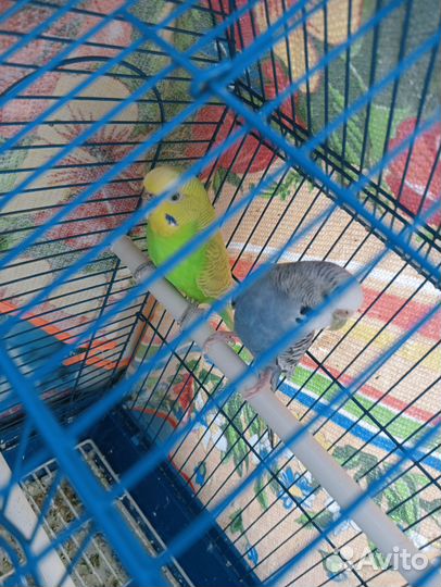 Волнистый попугай