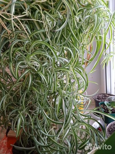 Хлорофитум хохлатый(кудрявый) Бони