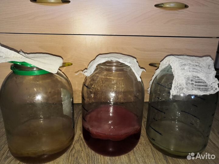 Чайный Гриб здоровье