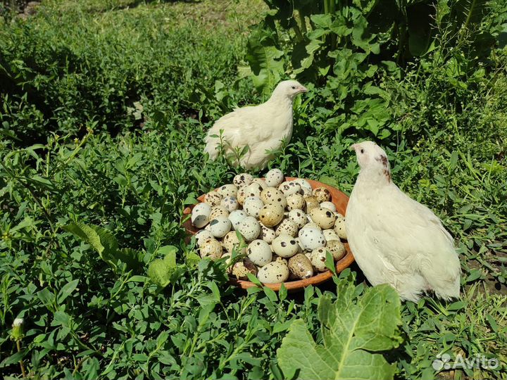 Перепела белый гигант