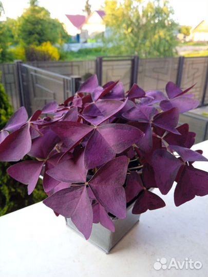 Оксалис кислица