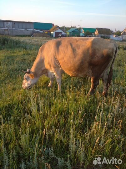 Продажа коровы