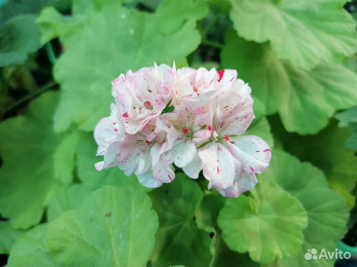 Пеларгонии (герани) срезами