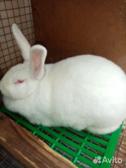 Продам мясо кролика