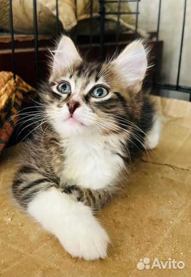 Трогательная Лиличка в добрые руки