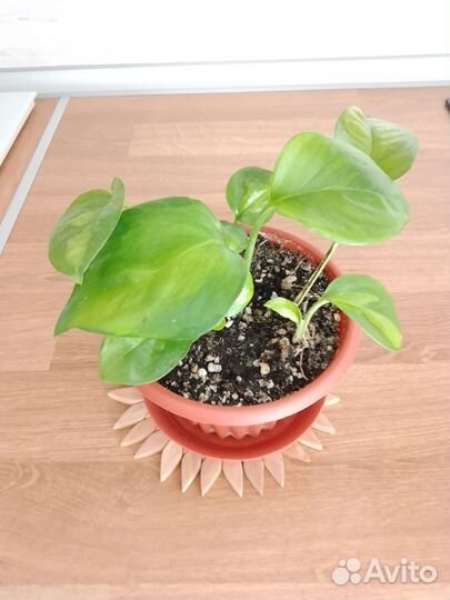 Сциндапсусы и сингониумы