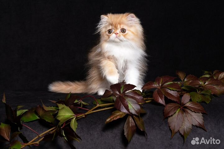 Персидский котик