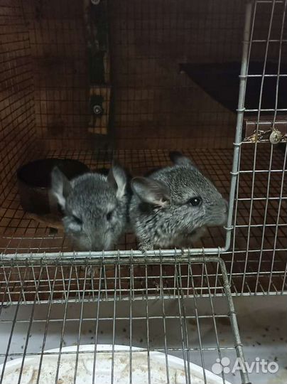 Продаются шиншиллы. Малыши