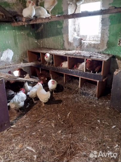 Инкубационное яйцо от кур яичного направления