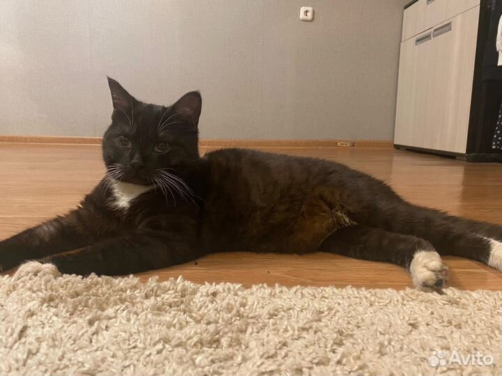 Котик ищет семью