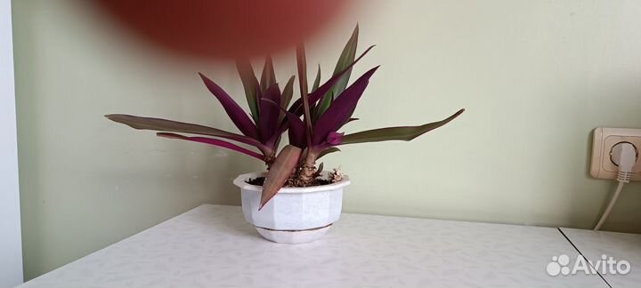 Традесканция Рео