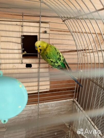 Волнистый попугай