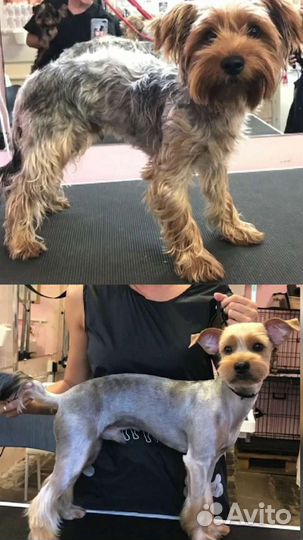 Груминг (стрижка и уход за собаками)