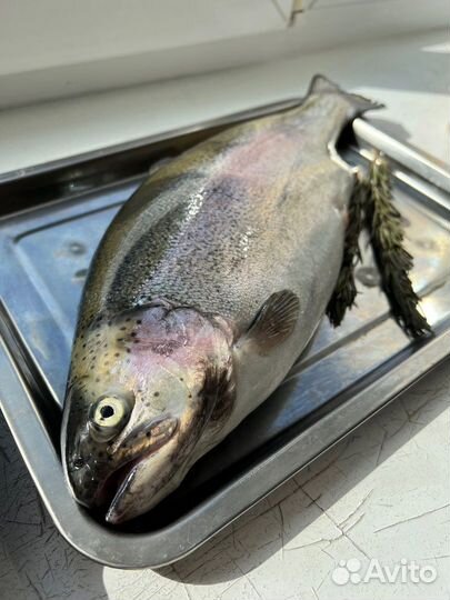 Форель охлаждённая нп Хакасская доставка
