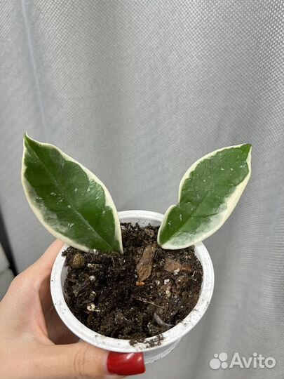 Комнатные цветы хойя