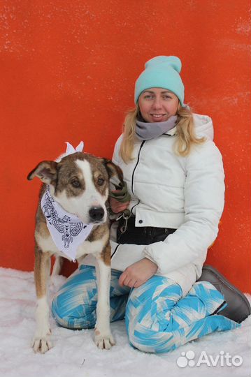 Азор-элегантный пес ищет дом