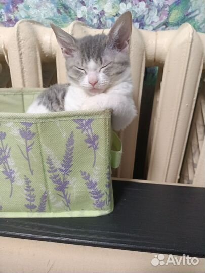 Кошка в дар