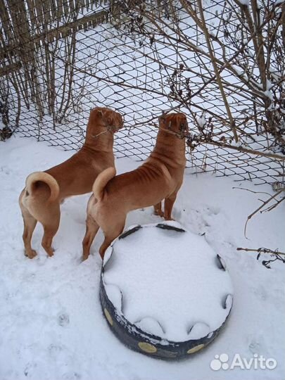 Шарпей вязка