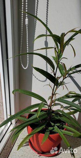 Фикус Биннендийка Али,Робуста,Али,Лавли,Драцены