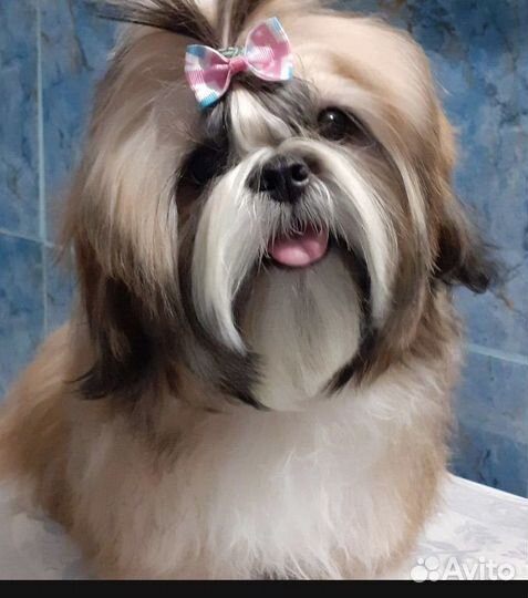 Щенки ши-тцу