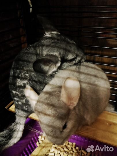 Шиншиллы молодые с новой клеткой