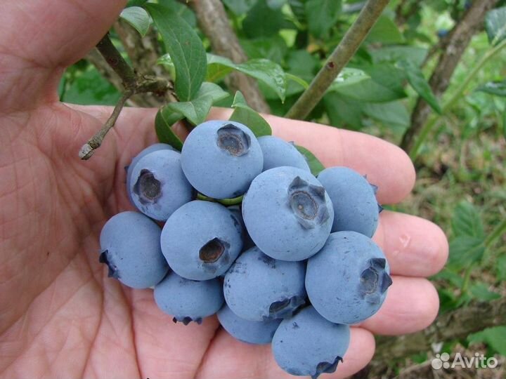 Саженцы голубики