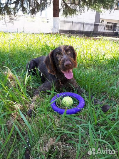 В добрые руки