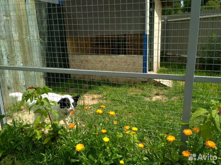 Передержка собак