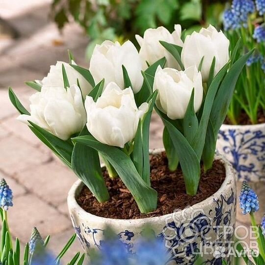 Тюльпаны карликовые