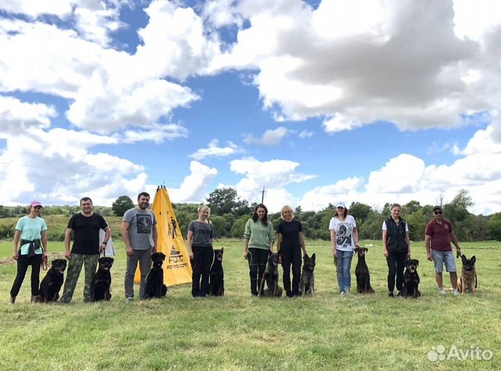 Дрессировка в Курске и области