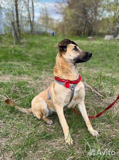 Добрая и умная собака грустит в приюте