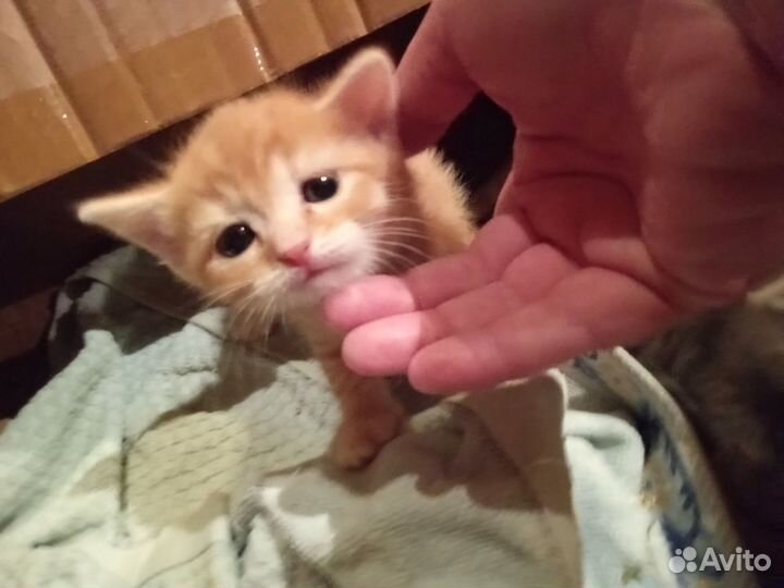 Отдам в добрые руки