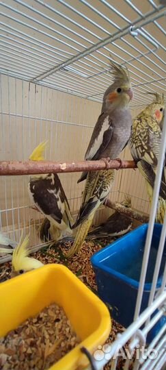 Волнистый попугай и кореллы