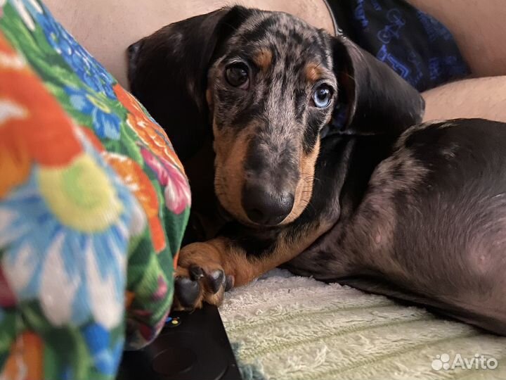 Вязка такса