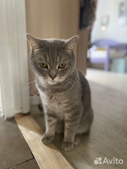 Британский кот