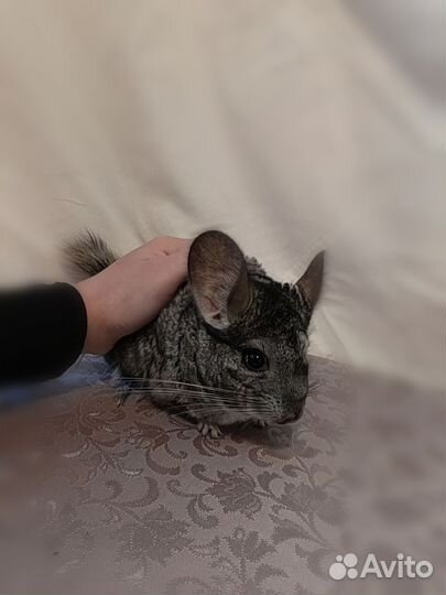 Шиншилла
