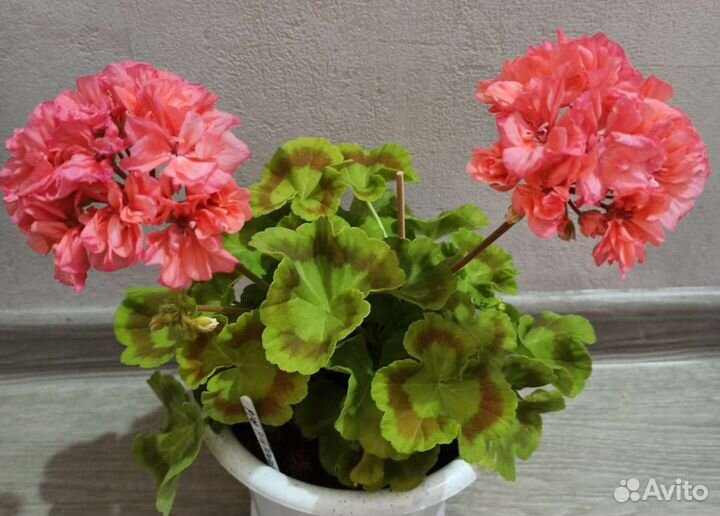 Пеларгония герань Срезы