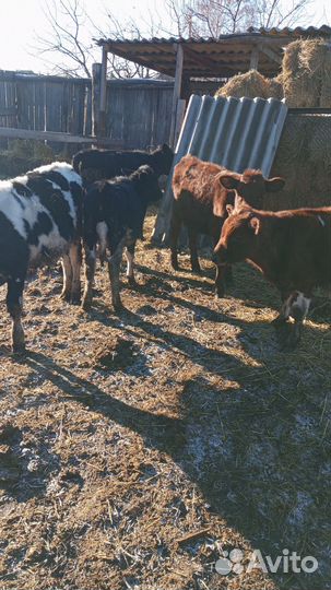 Быки и телка.разного возраста,домашние