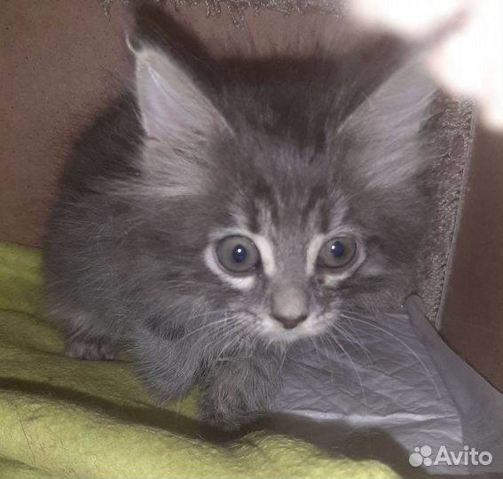 Котёнок девочка