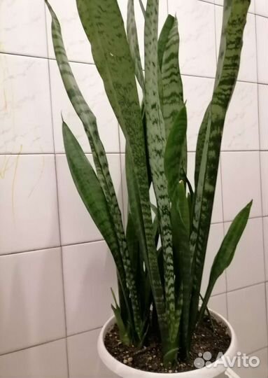 Сансевиерия