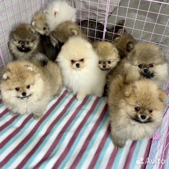 Щенки померанского шпица мини медвежата