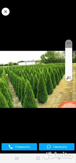 Туя смарагд брабант