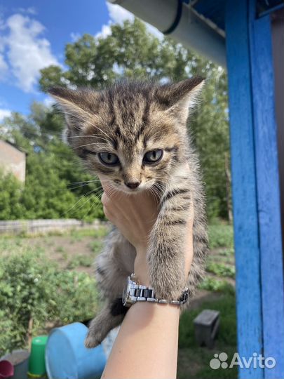 Отдам котят в добрые руки